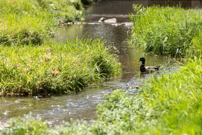 Stream with Ducks.JPG